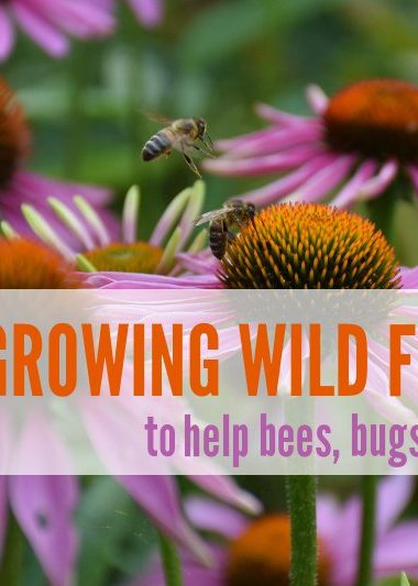Growing Wild Flowers