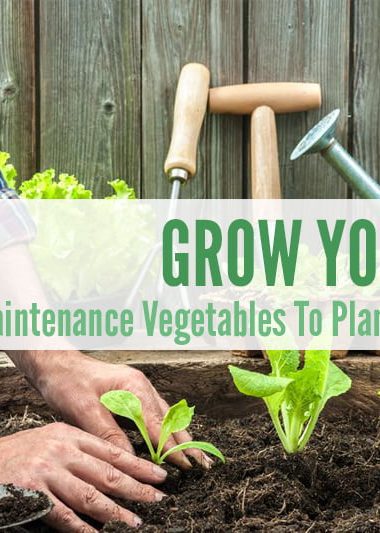 5 Low Maintenance Vegetables To Plant This Autumn