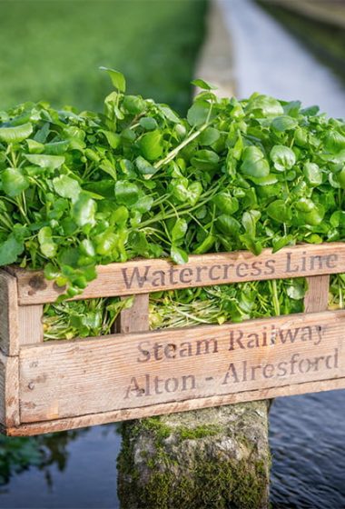 watercress recipes