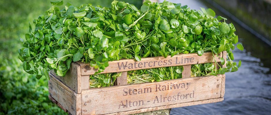 Watercress - A British Superfood To (Re)discover