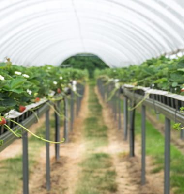 Berry Goodness A Farm to Fork visit in Kent v8