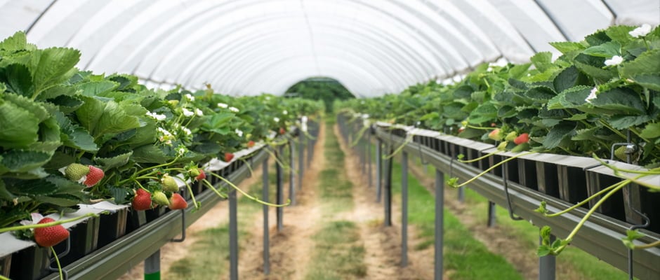 Berry Goodness A Farm to Fork visit in Kent v8