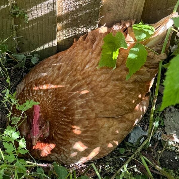 The Curious Case of The Broody Hen