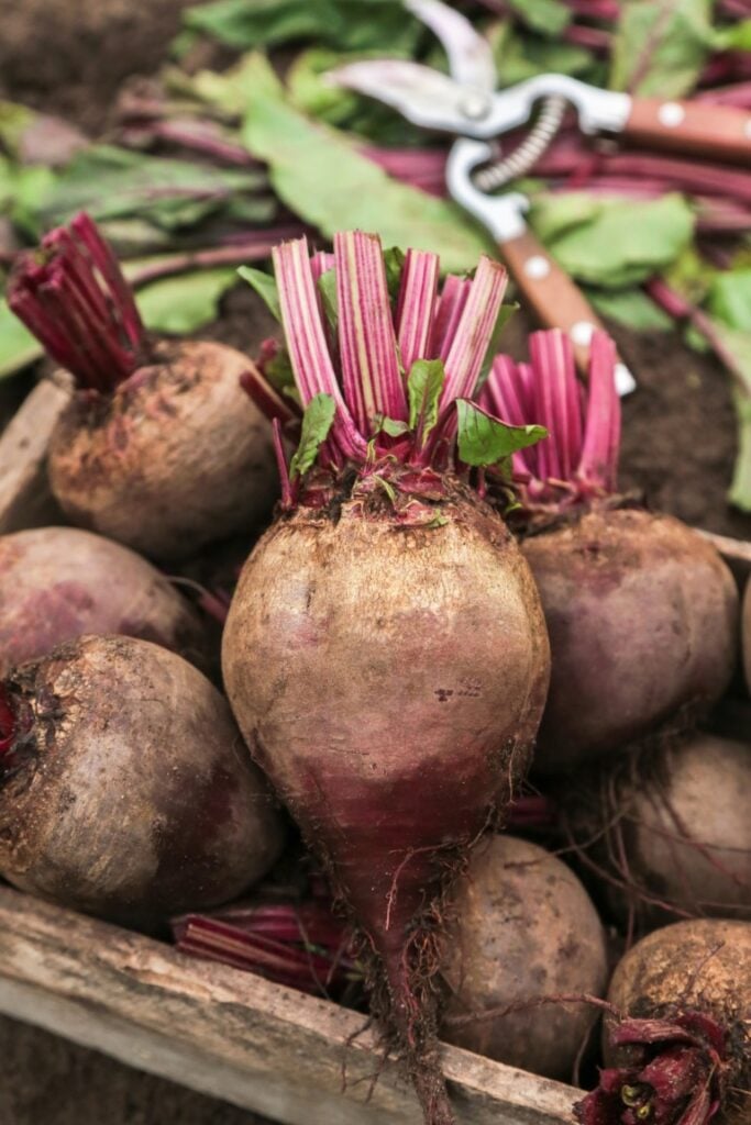 close up of beetroot