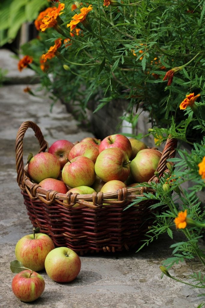 basket of homegrown apples