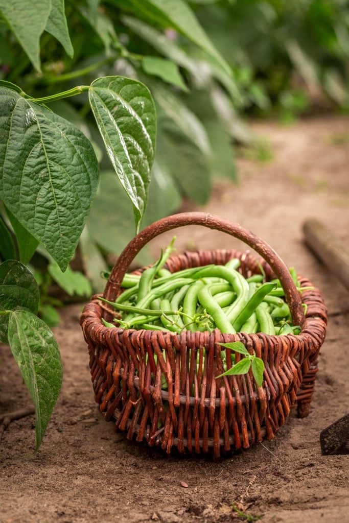 basket of homegrown green beans