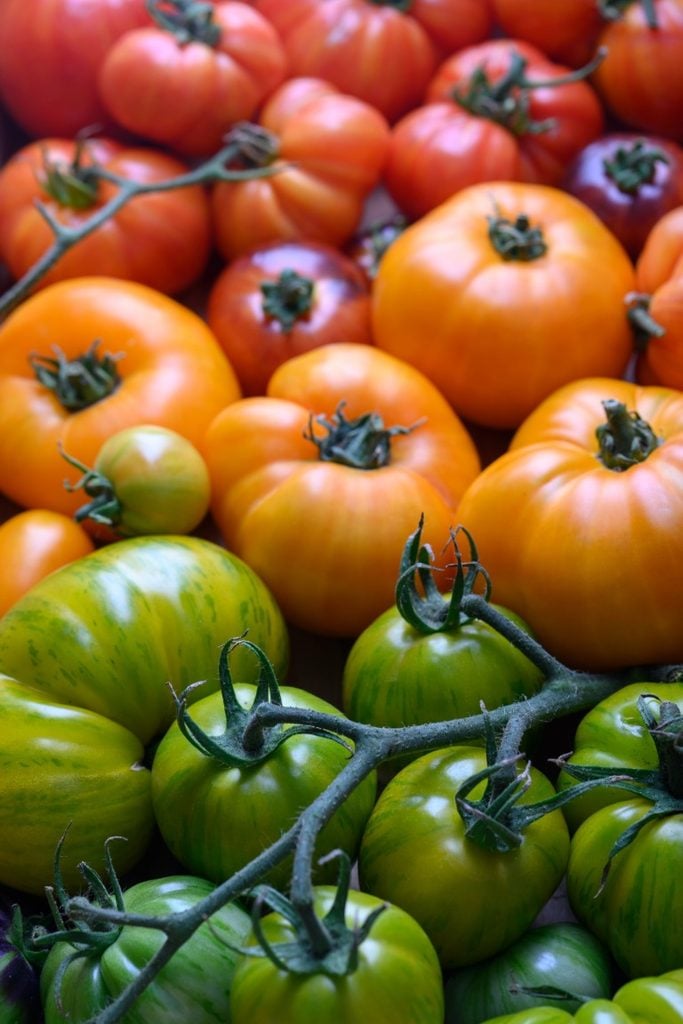 spread of green tomatoes, red and orange tomatoes