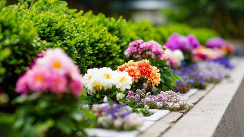 Plant’s bulbs for gardens and pots. How to choose the right bulbs and tubers?