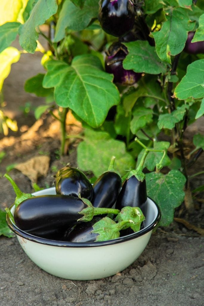 aubergine crop