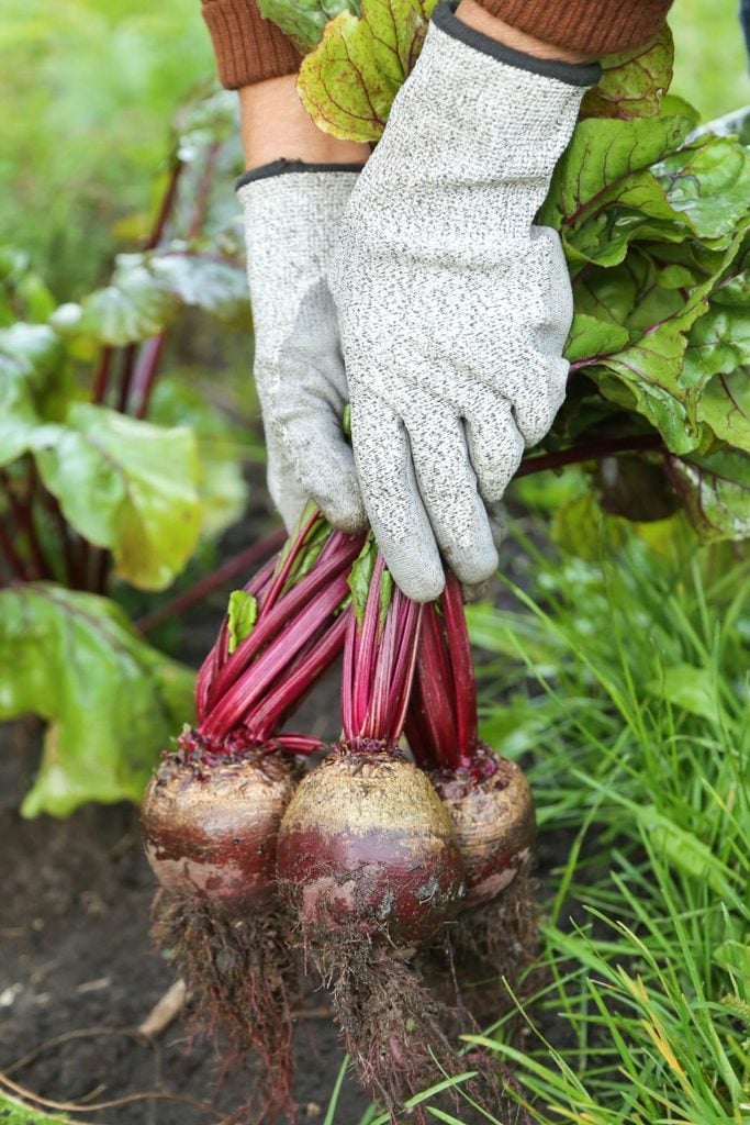 pulling beetroot out of the ground
