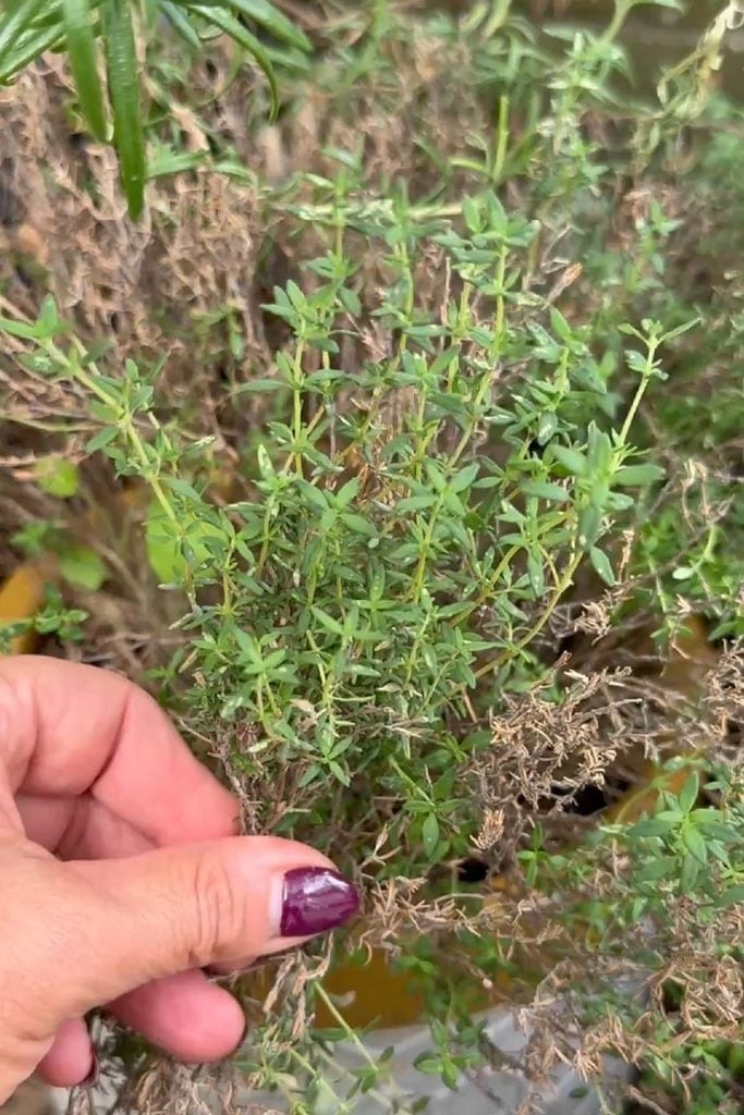 gathering thyme from herb pot