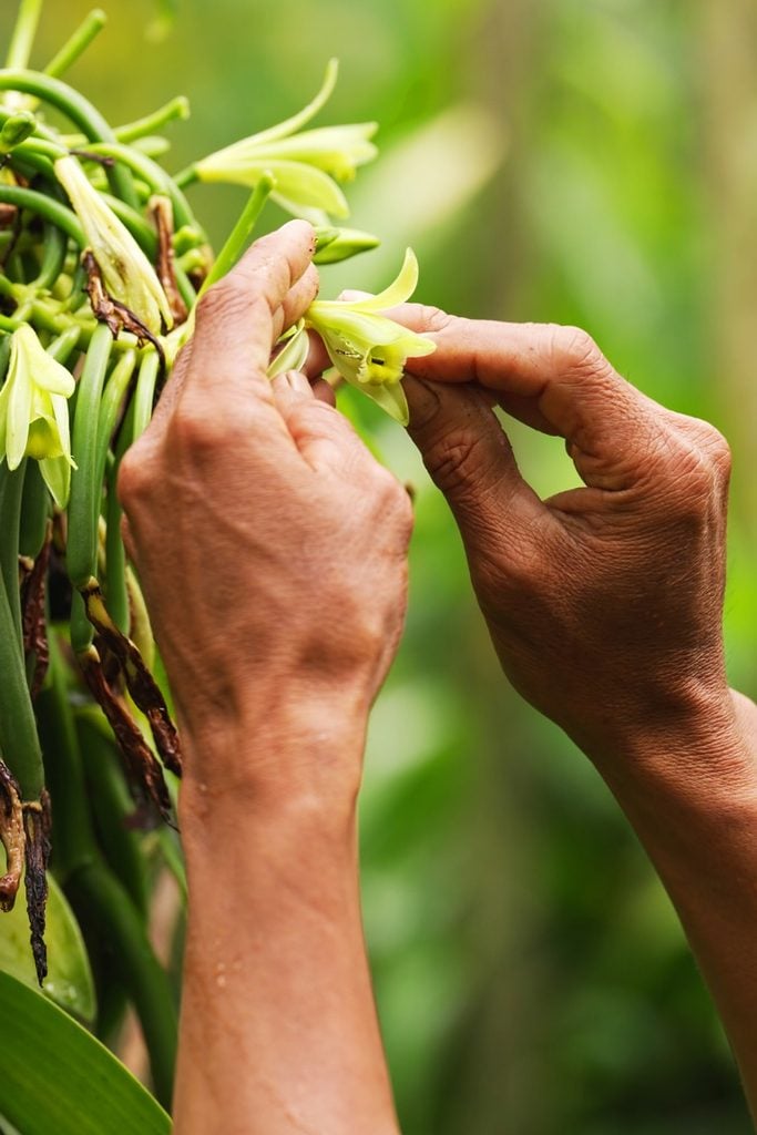 vanilla hand pollination