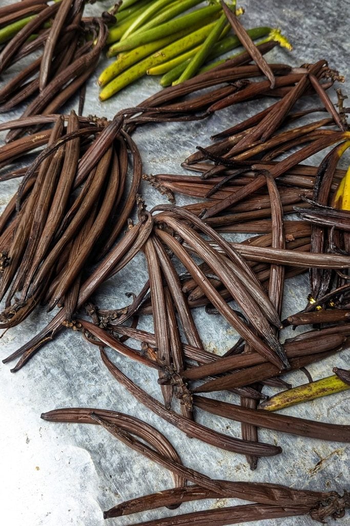 green and cured vanilla pods